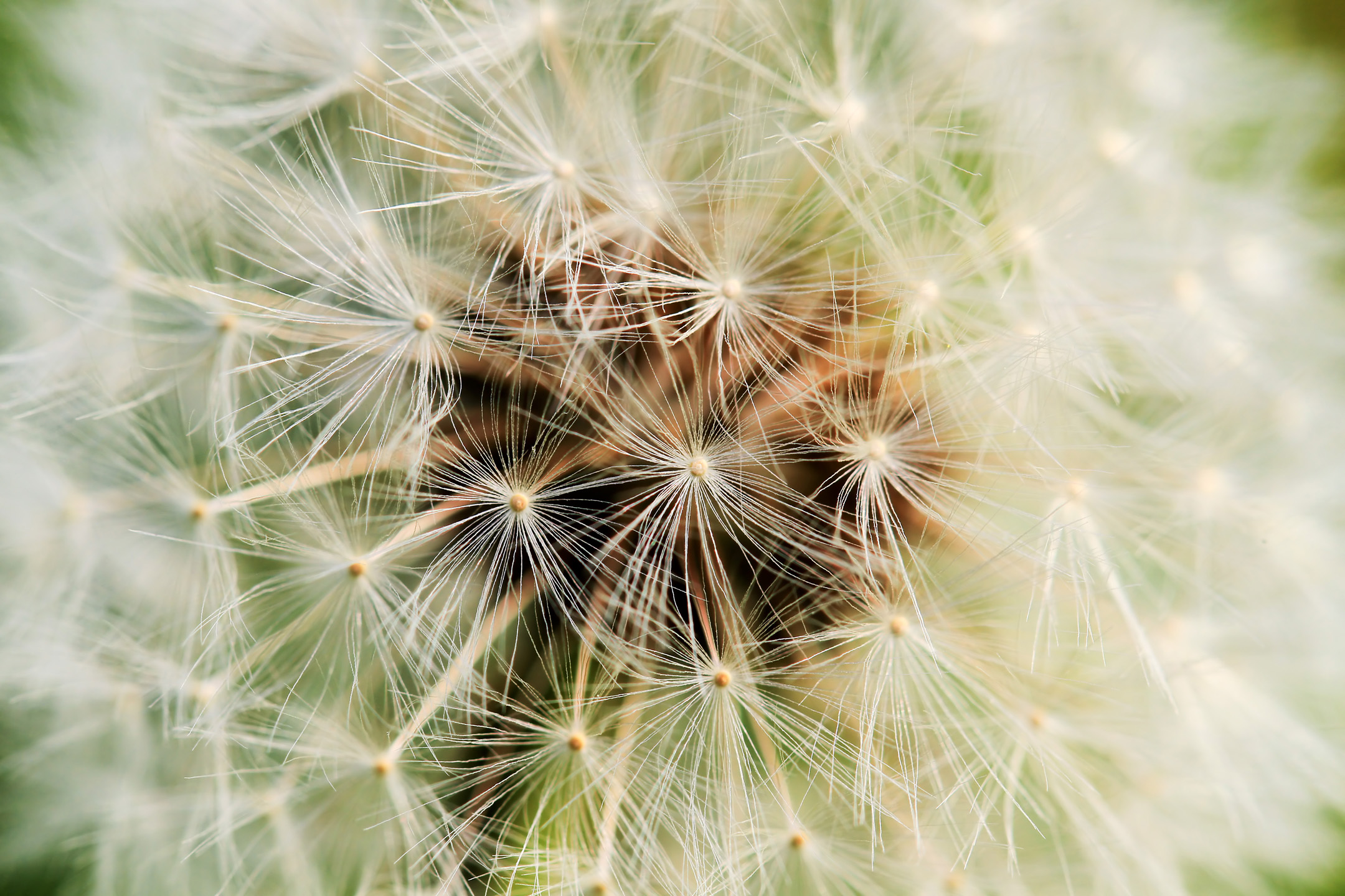 Pusteblume (Makro)